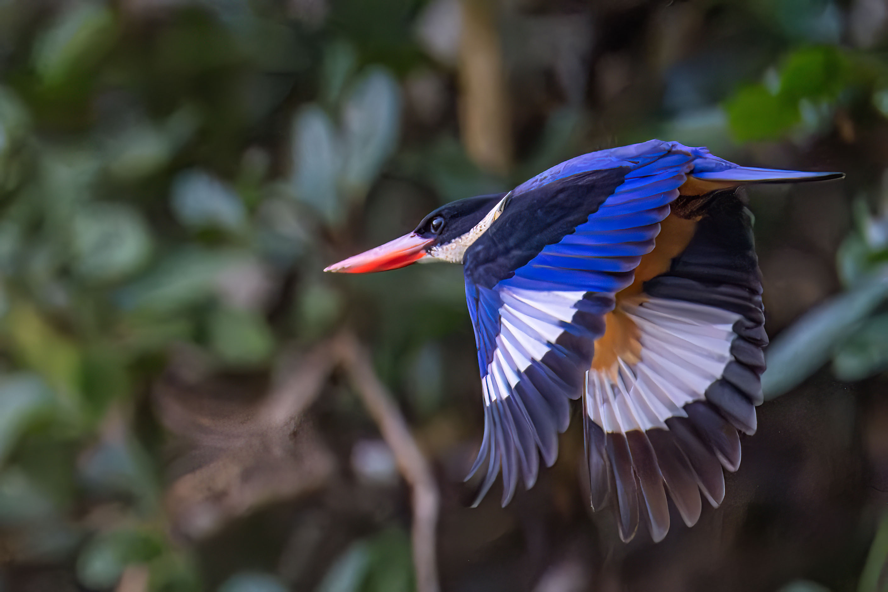 Krabi Overseas Workshop, Jan 2026